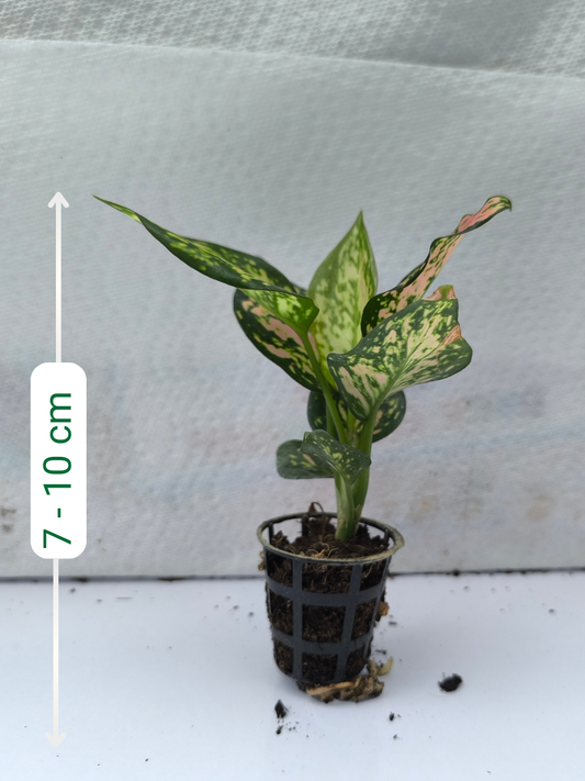 Aglaonema Pink Valentine Small Plant in Net Pot