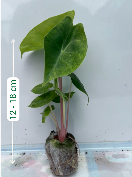 Alocasia Variegated Pink Dragon (Tissue Culture Plant in Jiffy Bag)