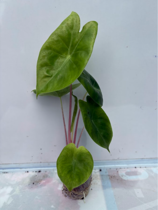 Alocasia Pink Dragon (Tissue Culture Plant in Jiffy Bag)