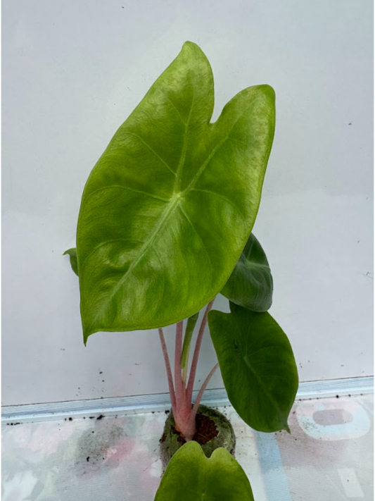 Alocasia Pink Dragon (Tissue Culture Plant in Jiffy Bag)