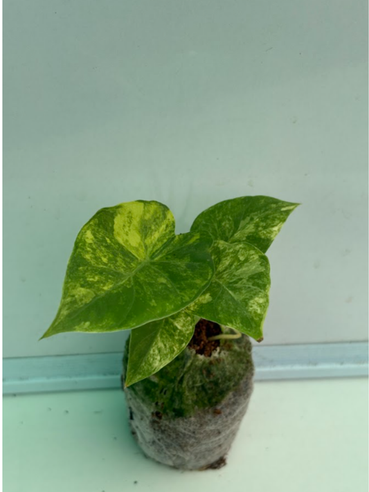 Alocasia Aureo Variegated (Well rooted Plant)