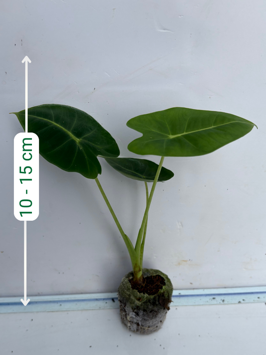 Alocasia Frydek (Plant with bulb in Jiffy bag)