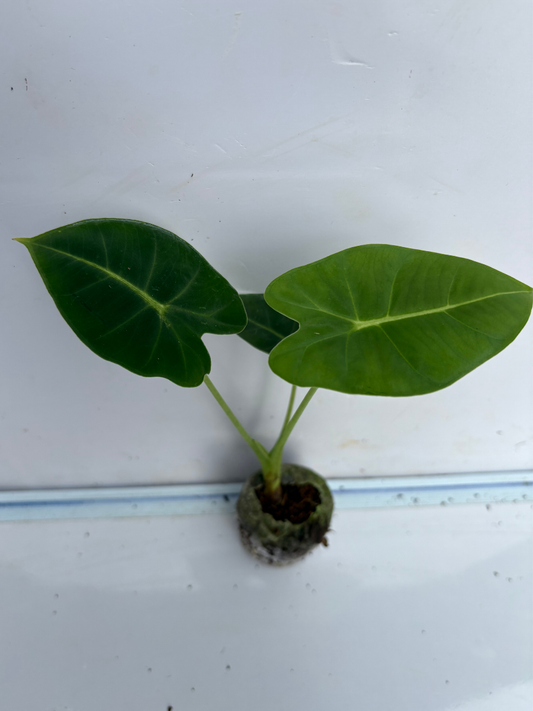 Alocasia Frydek (Plant with bulb in Jiffy bag)