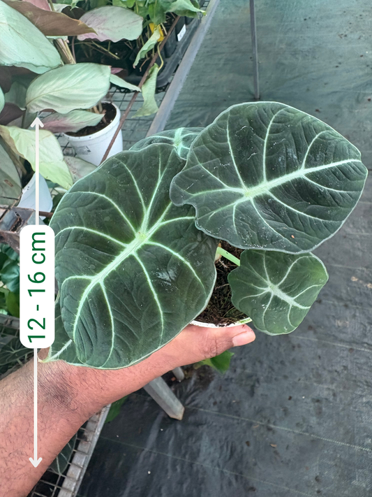 Alocasia Black Velvet (Well rooted Plant in 3 inch Pot )