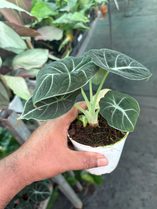 Alocasia Black Velvet (Well rooted Plant in 3 inch Pot )