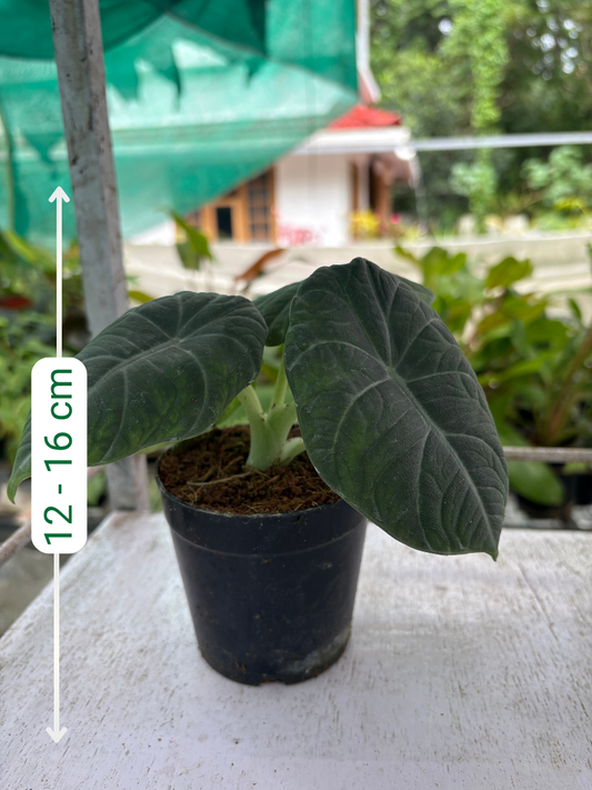 Alocasia Maharani (Well rooted Plant in 3 inch Pot)