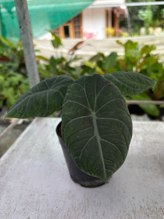 Alocasia Maharani (Well rooted Plant in 3 inch Pot)