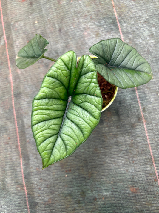 Alocasia Platinum (Well rooted Plant in 3 inch Pot)