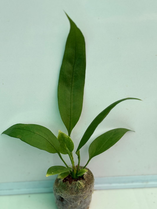 Anthurium Vittarifolium (Well rooted Plant)