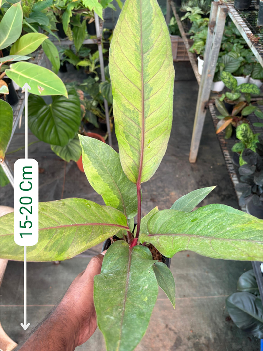 Anthurium Hookeri Variegated (Well rooted Plant) with Pot