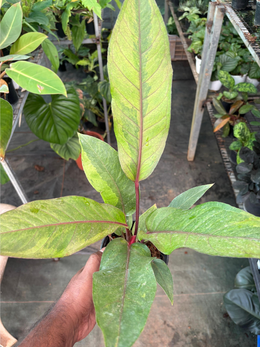 Anthurium Hookeri Variegated (Well rooted Plant) with Pot