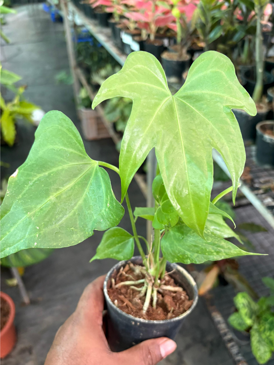 Foliage Anthurium Pedatoradiatum (Well rooted Plant) with Pot – vridhigarden
