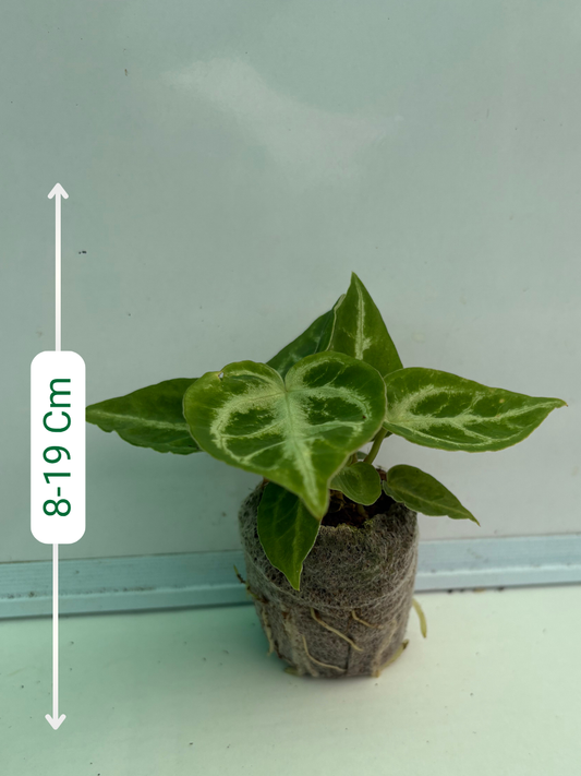 Anthurium Crystal Hope (Well rooted Plant)