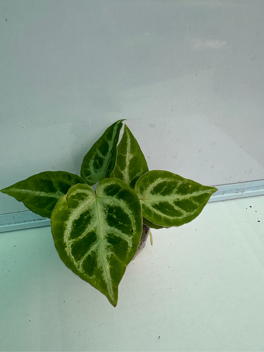 Anthurium Crystal Hope (Well rooted Plant)