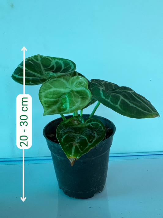 Anthurium Domino Original (4 inch Potsize Plant) with Pot