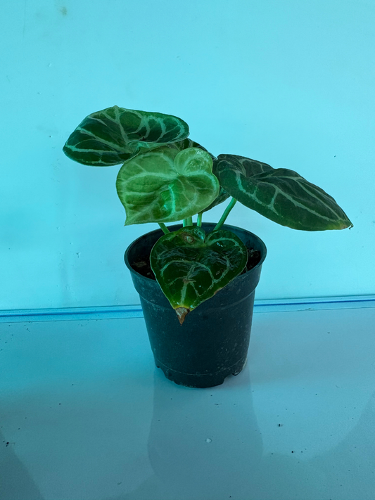 Anthurium Domino Original (4 inch Potsize Plant) with Pot