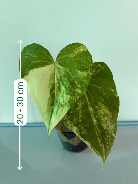 Anthurium Sweet Love 4 inch Potsize Plant with Pot