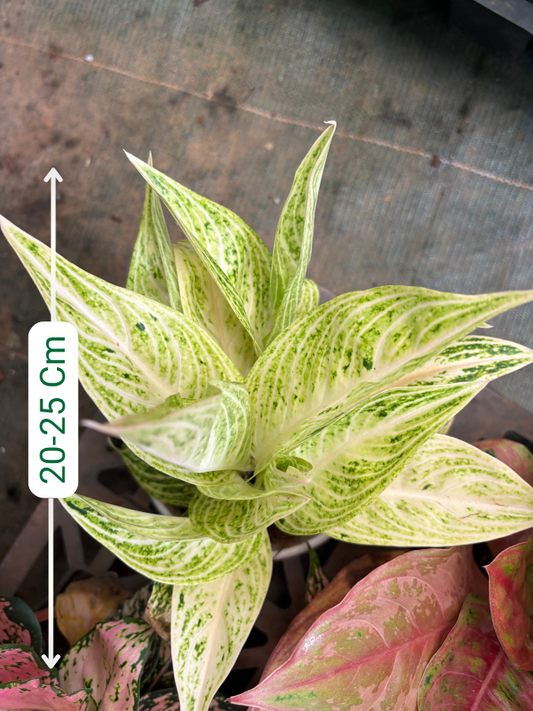 Aglaonema White Legacy Plant With Pot