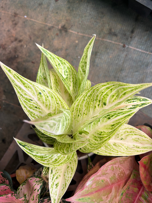 Aglaonema White Legacy Plant With Pot