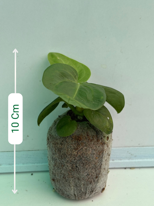 Anthurium Vellunoram (Well rooted Plant)