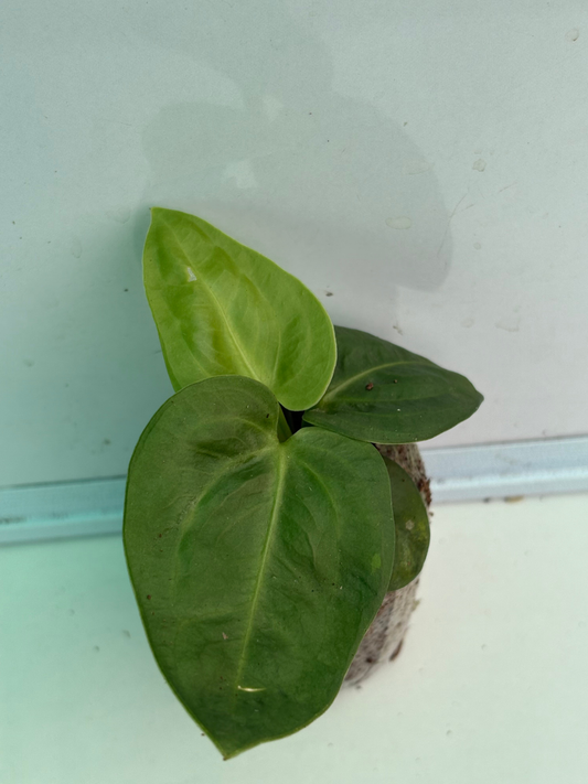Anthurium Vellunoram (Well rooted Plant)