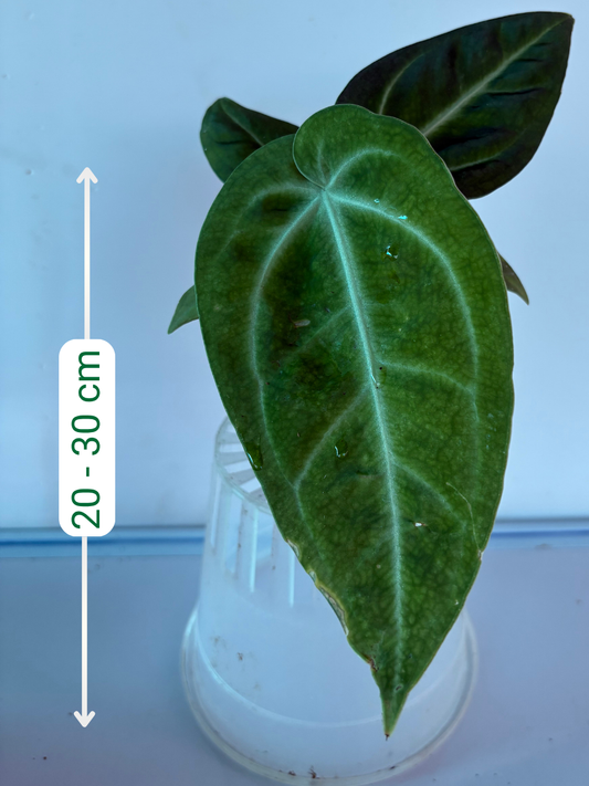 Anthurium Villenaorum (4 inch Potsize Plant) with Pot
