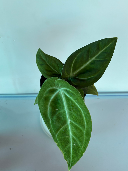 Anthurium Villenaorum (4 inch Potsize Plant) with Pot