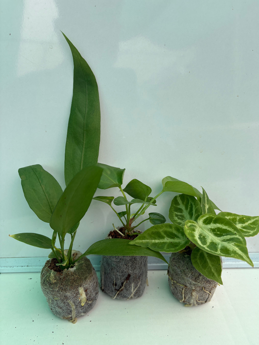 Foliage Anthurium Combo Of 3- Vittariifolium,Watermalience, Crystal Hope