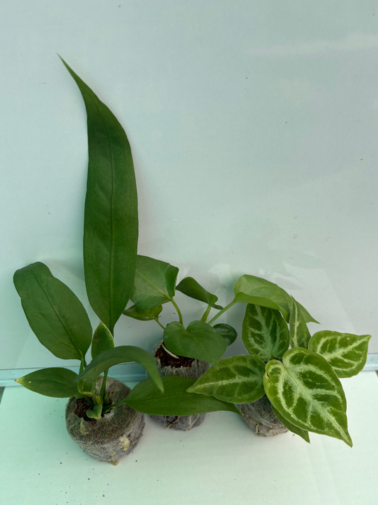 Foliage Anthurium Combo Of 3- Vittariifolium,Watermalience, Crystal Hope