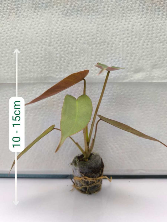 Philodendron Atabapoense  ( Tissue Culture Plant in Jiffy bag)
