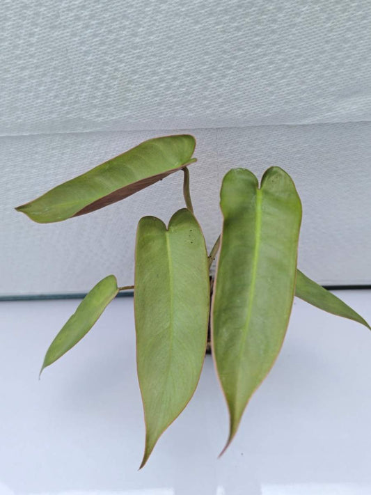 Philodendron Atabapoense  ( Tissue Culture Plant in Jiffy bag)