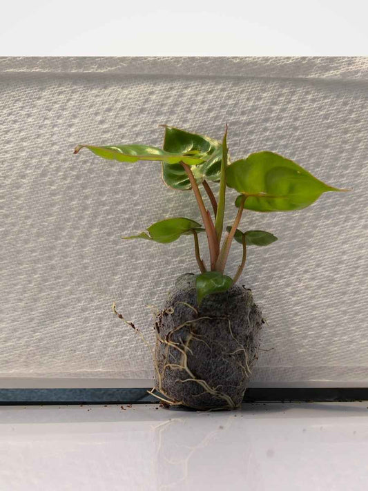 Philodendron Billitae i ( Tissue Culture Plant in Jiffy Bag)