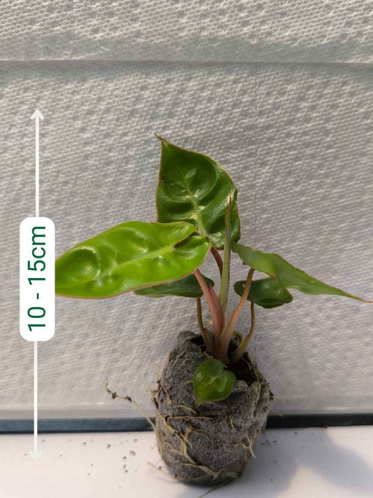 Philodendron Billitae i ( Tissue Culture Plant in Jiffy Bag)
