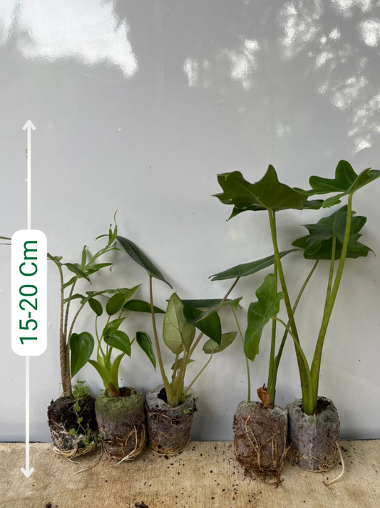 Alocasia Combo 899- Brancifolia+Scalprum+Macrorrhiza+Portei+Tiny Dancer (In Jiffy bags)