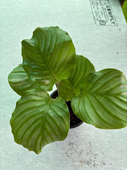 Calathea Orbifolia Multishooted Big Plant 18 to 25 cm tall Without Pot