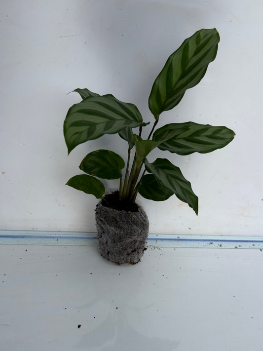 Calathea Freddie Tissue Cultured Plant in Jiffybag