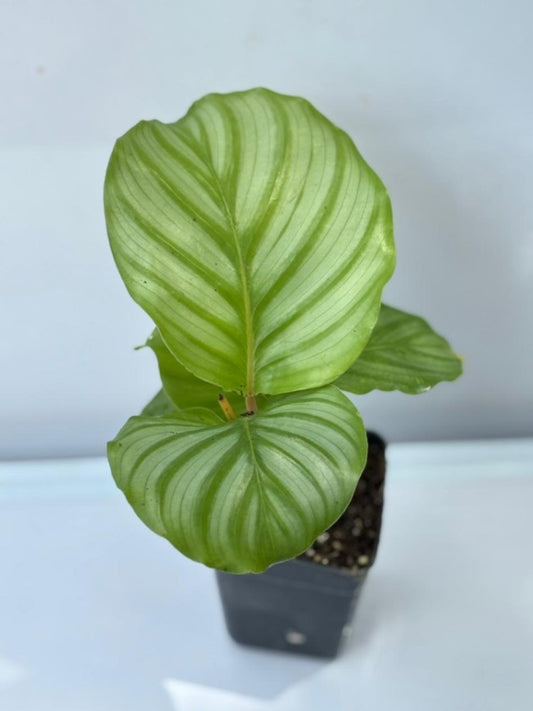 Calathea Orbifolia (Well Rooted Plant Without Pot)