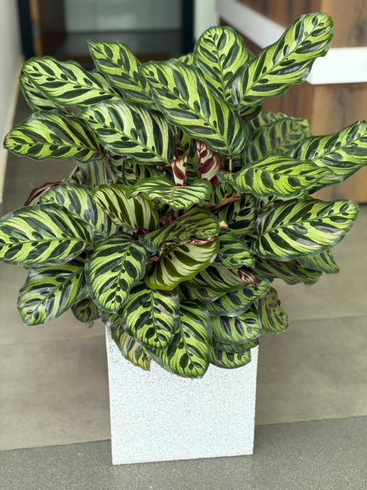Calathea Makoyana (Well Rooted Plant With Pot)