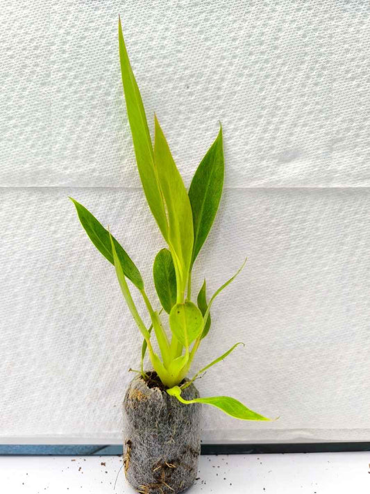 Philodendron Calkins gold (Tissue Culture Plant in Jiffy bag)