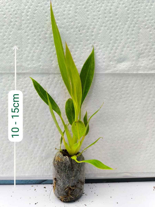 Philodendron Calkins gold (Tissue Culture Plant in Jiffy bag)