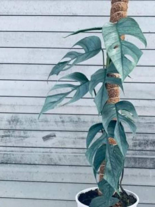 Cebu Blue (Blue Pothos )Medium Sized Plant Wthout Pot