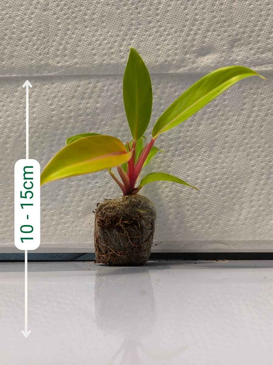 Philodendron Chocolate Cardinal (Tissue Culture Plant in Jiffy bag)
