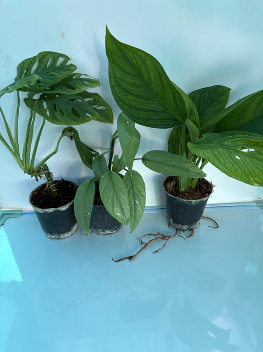 Monstera Combo ( Cebu Blue, Pinnatipartita, Non Vining Adansonii) Tissue Culture Plants in Jiffy Bags )