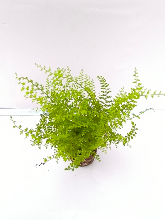Cotton Candy Fern (4 inch Potsize Plant) Without Pot
