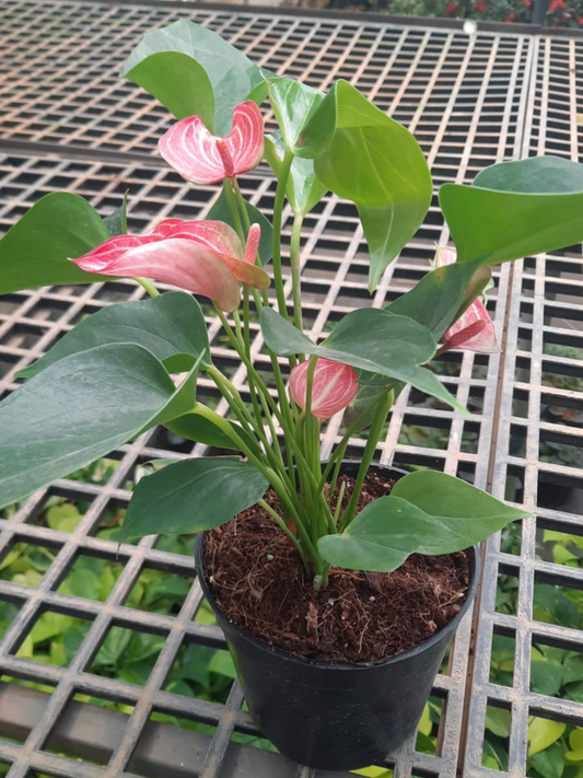 Double Colour Miniature Anthurium Multi Shooted Plant With Flower In Pot