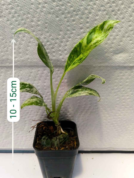 Epipremnum Giganteum Variegata (Tissue Culture Plant in Jiffy bag)
