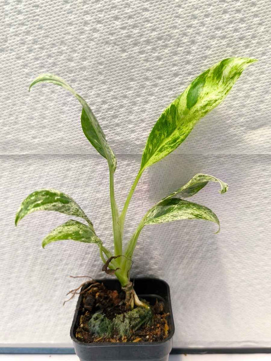 Epipremnum Giganteum Variegata (Tissue Culture Plant in Jiffy bag)