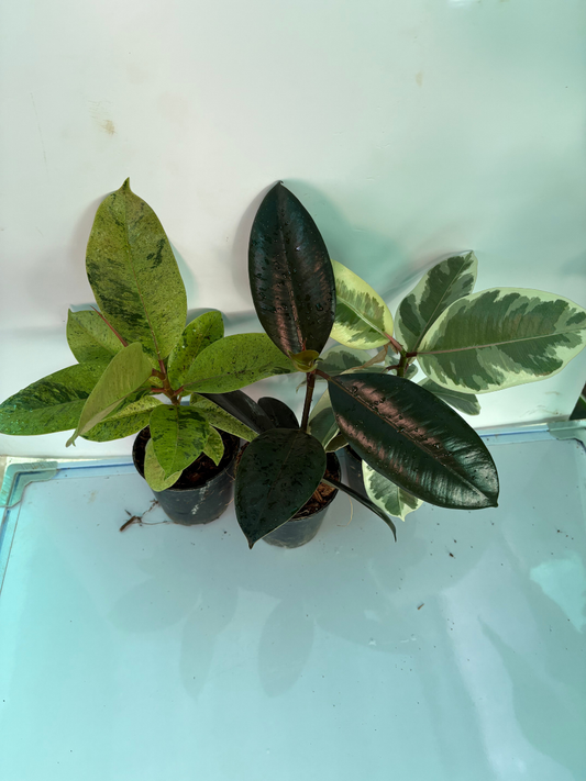 Rubber Plant Combo 699-Black, Shivereana,Tineke Medium size Plants Without Pot