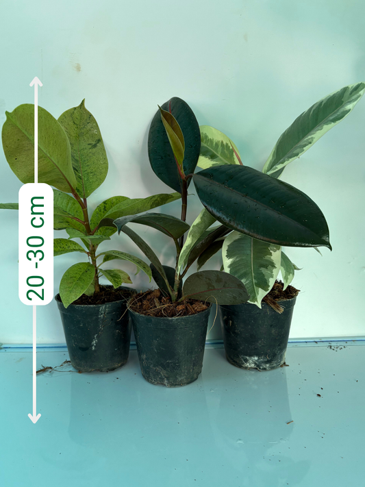 Rubber Plant Combo 699-Black, Shivereana,Tineke Medium size Plants Without Pot