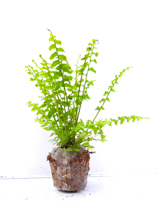 Petticoat Fern (4 inch Potsize Plant) Without Pot